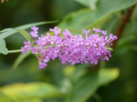Buddleia.JPG