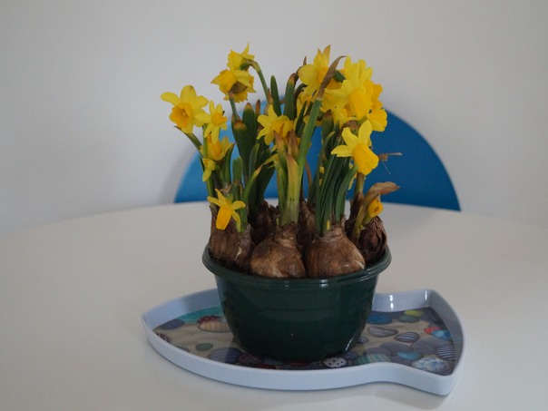 Bulbs.JPG