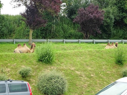 Camels