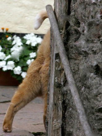Cat.jpg