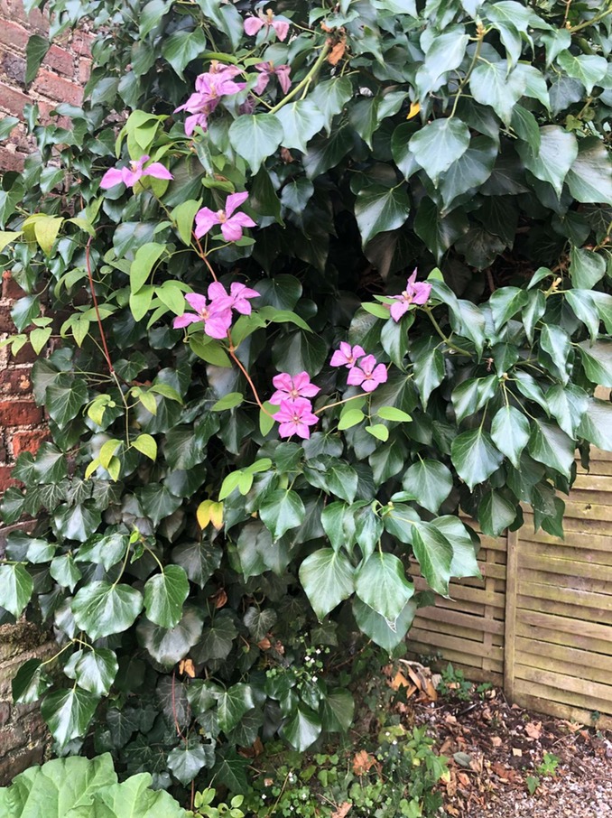 Clematis