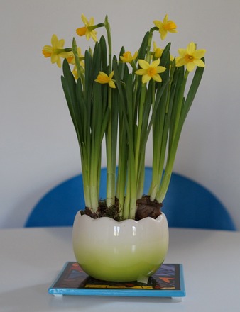 Daffodils.jpg