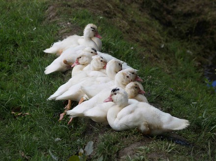 Ducks