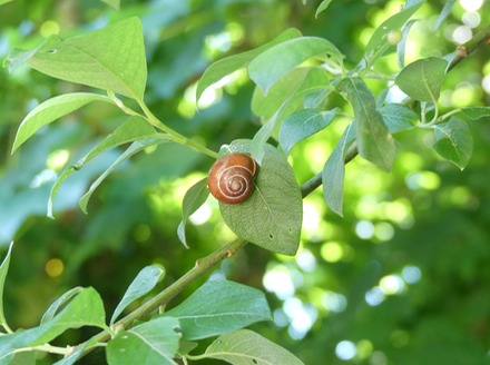 Escargot.JPG