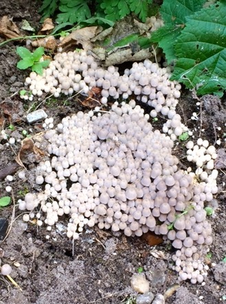 Fairy Ink Cap .jpg