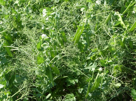 Field of Peas.JPG