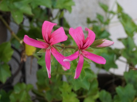 Geranium 2.JPG