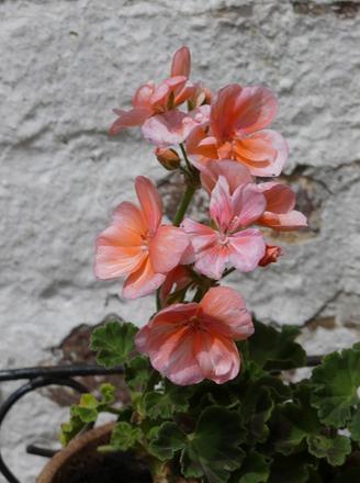 Geranium.jpg