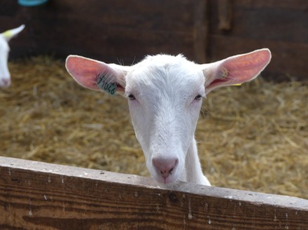 Goat.JPG