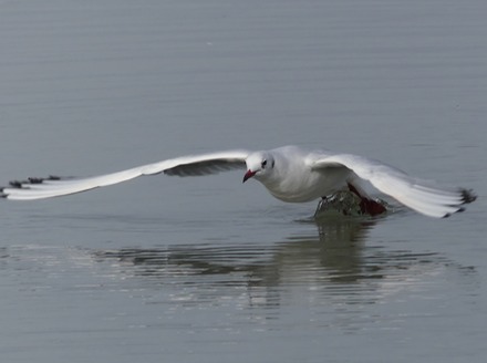 Gull