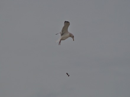 Gull.jpg