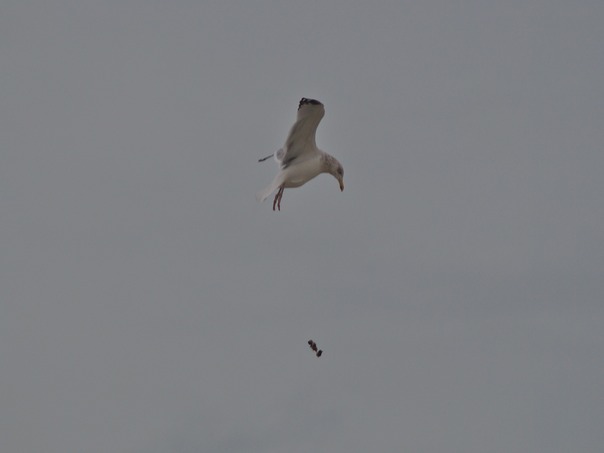 Gull.jpg