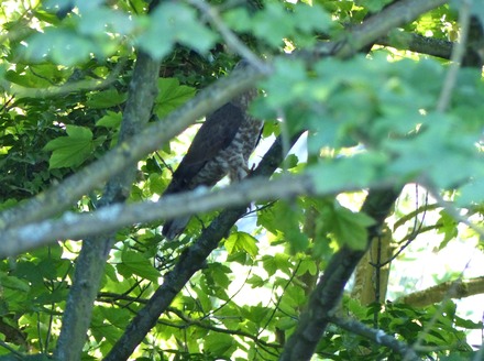 Honey Buzzard 2.JPG