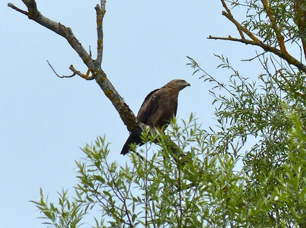 Honey Buzzard.JPG