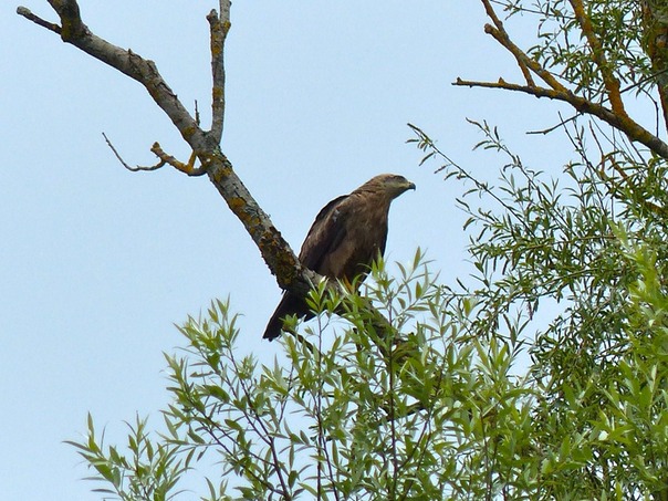 Honey Buzzard.JPG