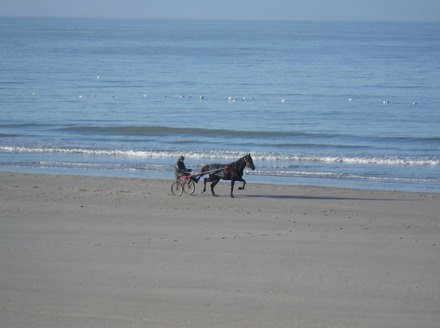 Le Trot