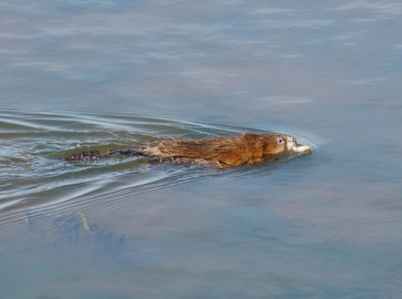 Otter.jpg