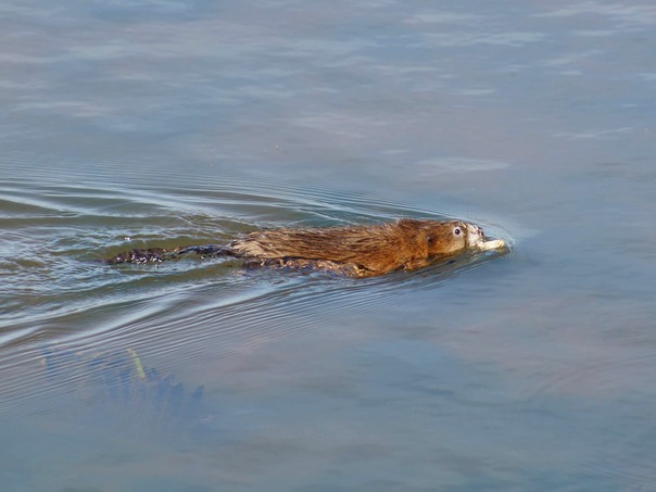 Otter.jpg