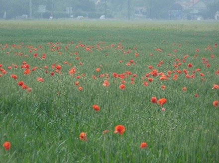 P1070166