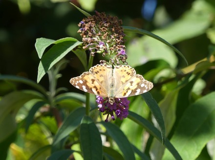 Painted Lady.jpg