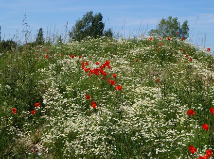 Poppies.JPG