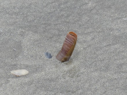 Razor clams.JPG