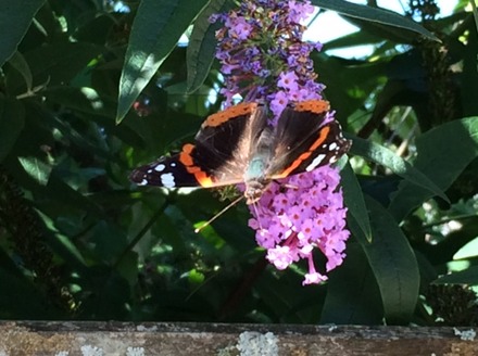 Red Admiral.JPG