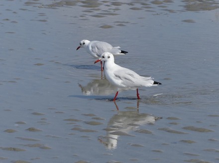 Reflections