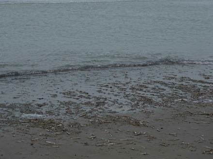 Sanderling
