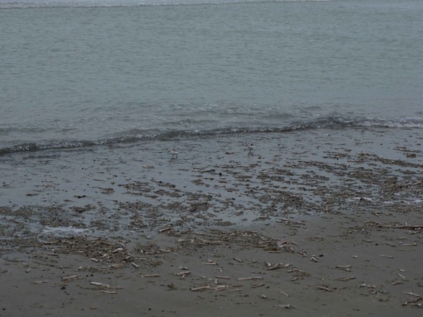 Sanderling