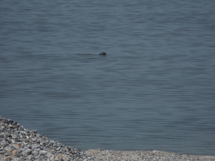 Seal