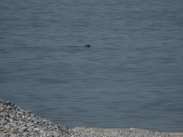Seal