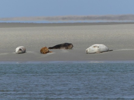 Seals.jpg