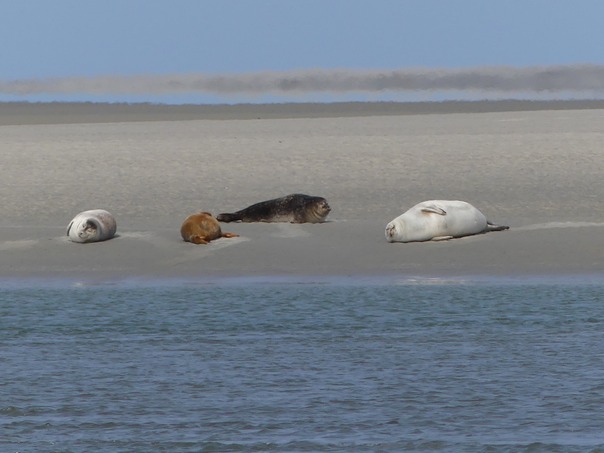 Seals.jpg