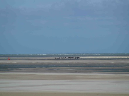 Seals