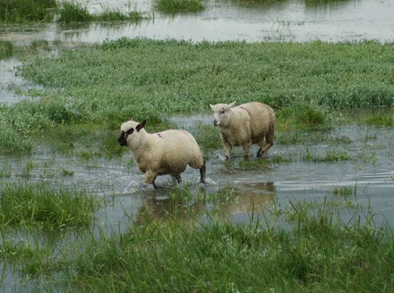 Sheep