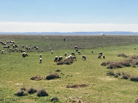 Sheep