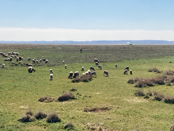 Sheep
