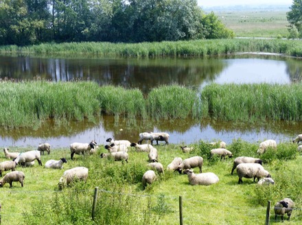 Sheep.jpg