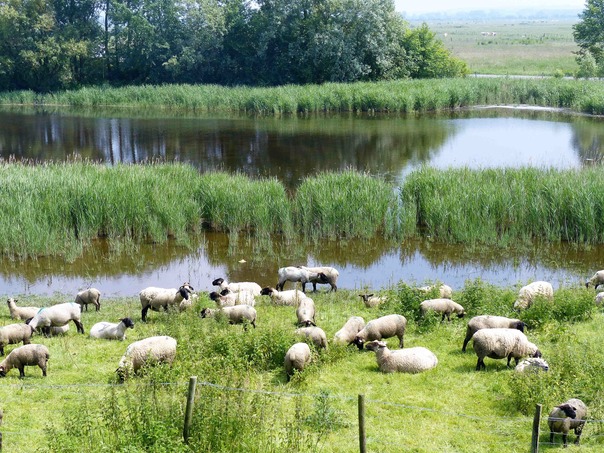 Sheep.jpg