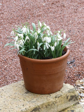 Snowdrops 2.jpg