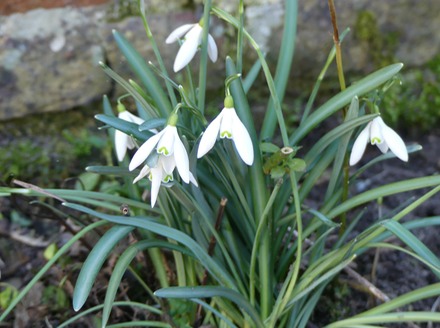 Snowdrops