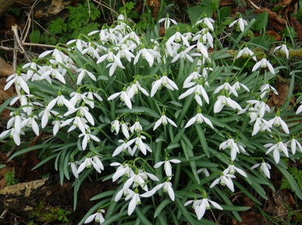 Snowdrops.JPG
