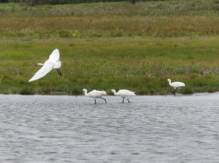 Spoonbills.JPG