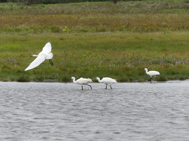 Spoonbills.JPG