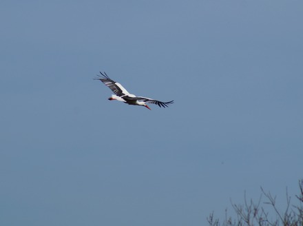 Stork.JPG