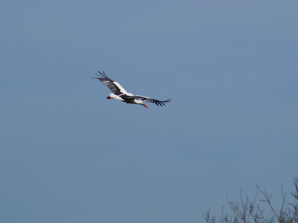 Stork.JPG