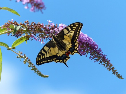 Swallowtail