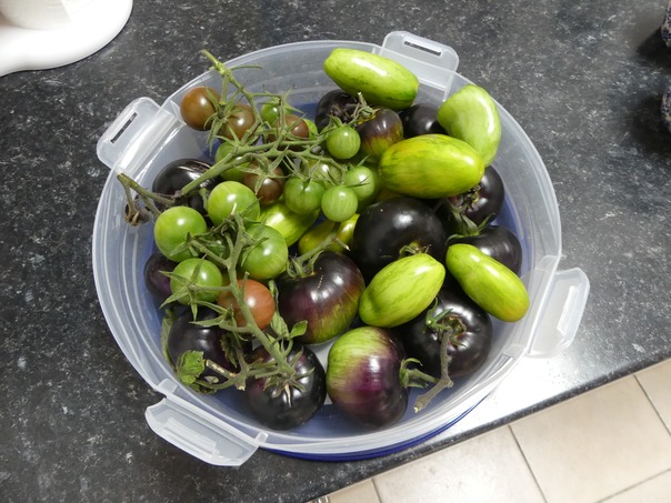 Tomatoes.JPG