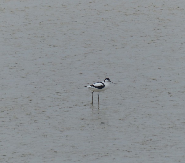 Avocet